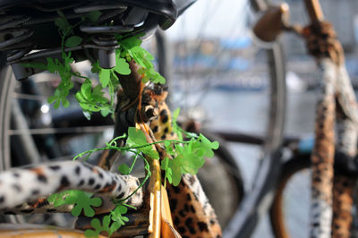 Close-up of a bicycle on a plant