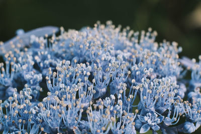 Close-up of white flowering plants during winter