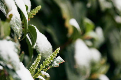 Close-up of white flowering plant