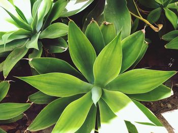 High angle view of succulent plant on field