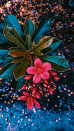 High angle view of pink flowering plant