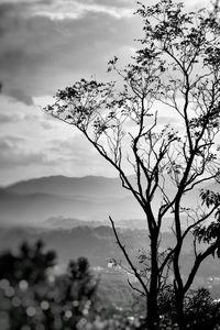 Silhouette tree against sky