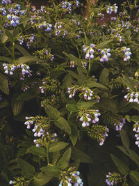 Close-up of purple flowering plants