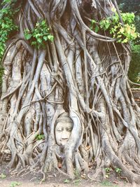 Statue on tree roots