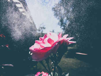 Close-up of pink rose flower