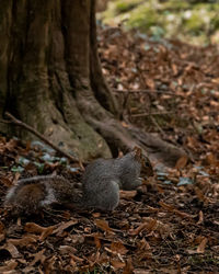 Squirrel near a tree trunk