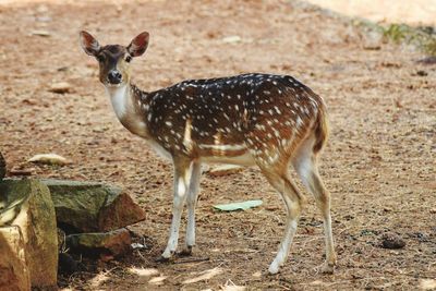 Portrait of deer standing on field