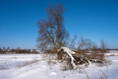 Bare tree on field against blue sky during winter