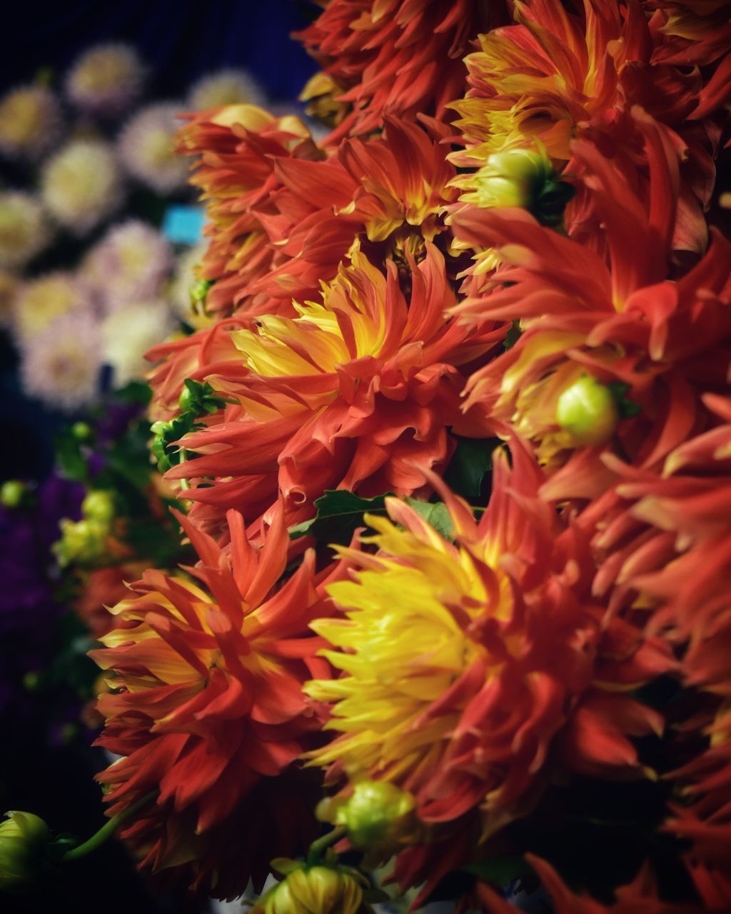 flower, flowering plant, beauty in nature, petal, close-up, fragility, flower head, freshness, plant, inflorescence, vulnerability, no people, growth, nature, orange color, day, full frame, outdoors, selective focus, focus on foreground, pollen, bunch of flowers, flower arrangement