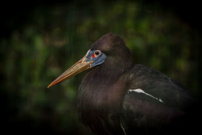 Close-up of bird