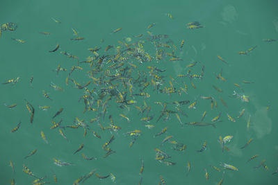 Flock of fish swimming in sea