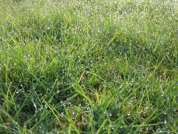 Full frame shot of raindrops on grass