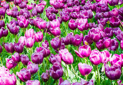 Close-up of pink tulips