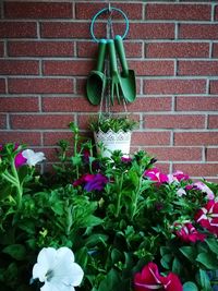 Close-up of potted plant against brick wall