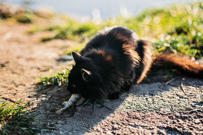 Homeless hungry black cat catching fish with fisherman on the river bank. stray hungry black cat