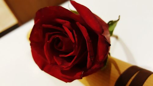 Close-up of rose flower vase on table