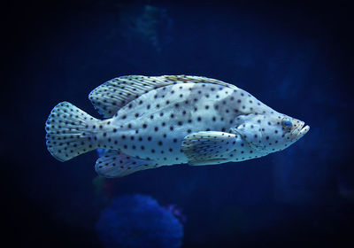 Fish swimming in sea