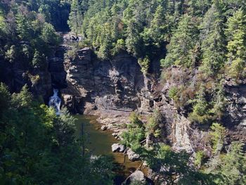 Plants and trees in forest