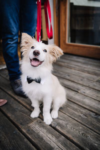 Low section of person with dog standing on wooden floor