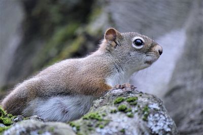 Close-up of squirrel on rock