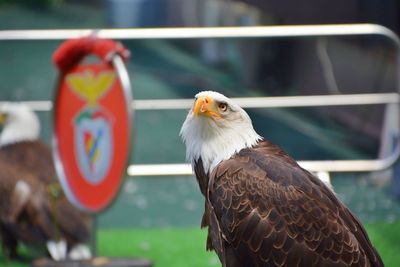 Close-up of eagle perching on metal