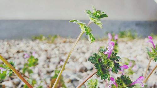 Close-up of pink flowering plant