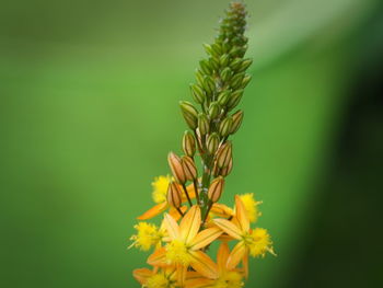 Close-up of yellow flowering plant