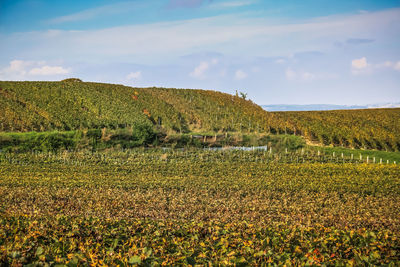 Scenic view of field against sky