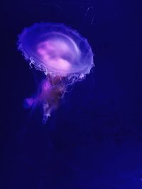 Close-up of jellyfish in water