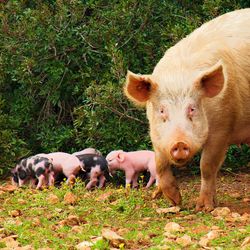 Hog and piglets in a field