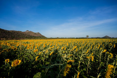 Scenic view of yellow flower field against sky