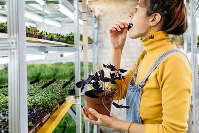 Microgreen vertical farm indoor. young female gardener growing micro green herbs