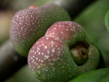 Close-up of green leaf