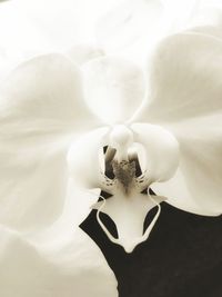 Close-up of orchid blooming outdoors