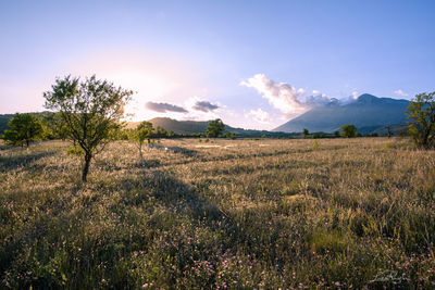 Scenic view of field against sky