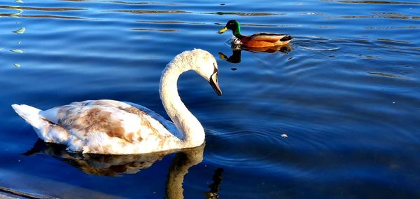 High angle view of ducks swimming in lake