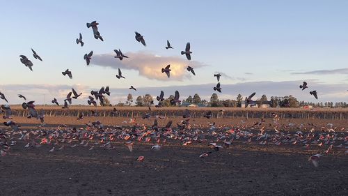 Flock of birds flying over land