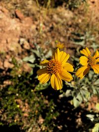 Close-up of yellow flowering plants on field