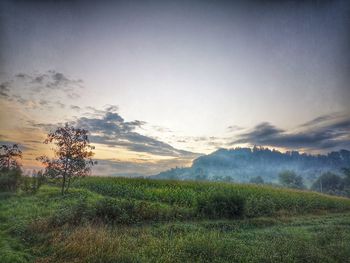 Scenic view of field against sky
