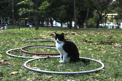Cat sitting on grass