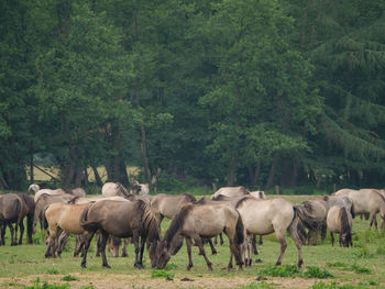 Wild horses in germany