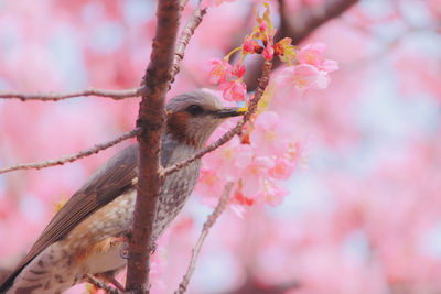 Close-up of bird perching on plant