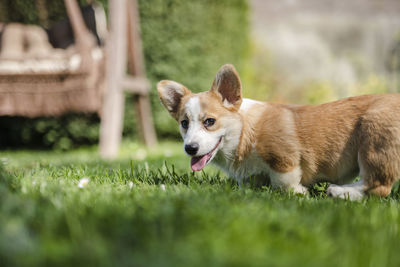 Portrait of dog on field
