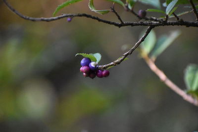 Close-up of berries growing on tree