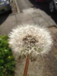 Close-up of dandelion flower