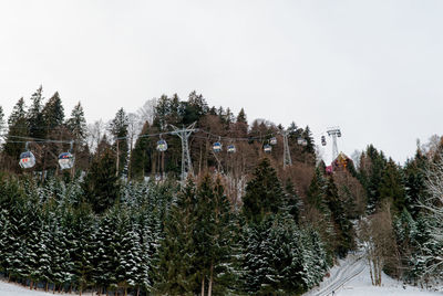 Panoramic view of pine trees against sky during winter