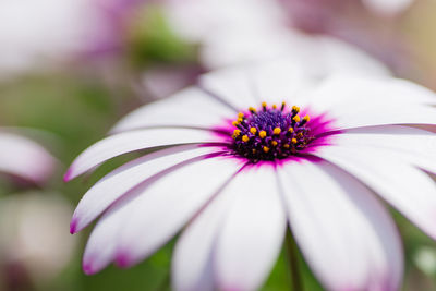 Close-up of purple flower