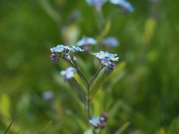 Close-up of white flowering plant