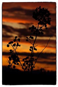 Close-up of silhouette tree against sky during sunset