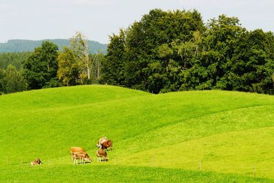 Cows grazing on hill against trees at isny im allgau